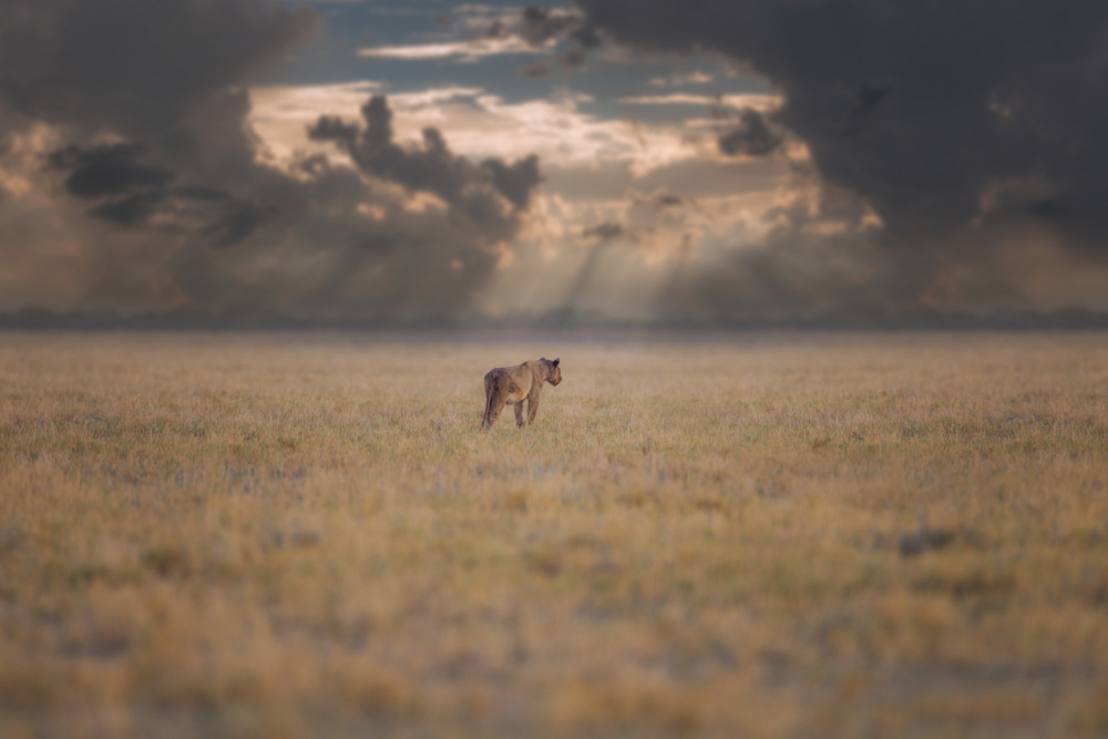 The Storm von Ozkan Ozmen / Big Lens Adventures