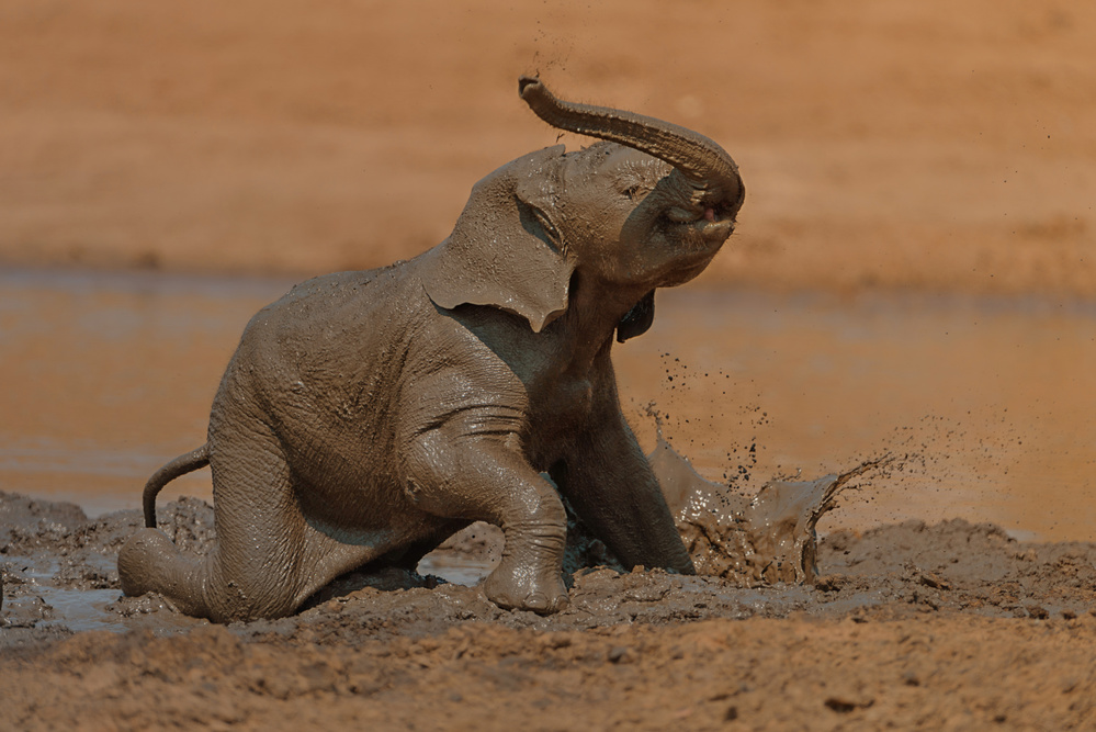 Elephant Calf enjoying the Mud Bath von Ozkan Ozmen / Big Lens Adventures