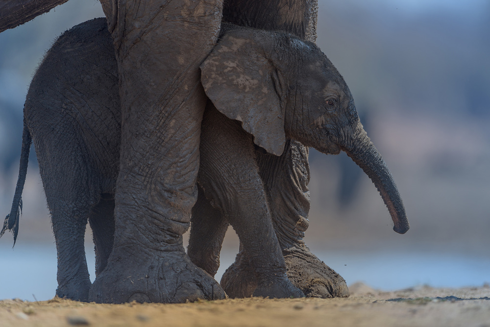 Elephant Calf with Mom von Ozkan Ozmen / Big Lens Adventures