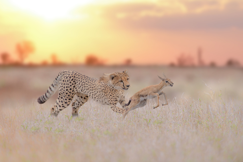 Cheetah hunting a gazelle von Ozkan Ozmen / Big Lens Adventures