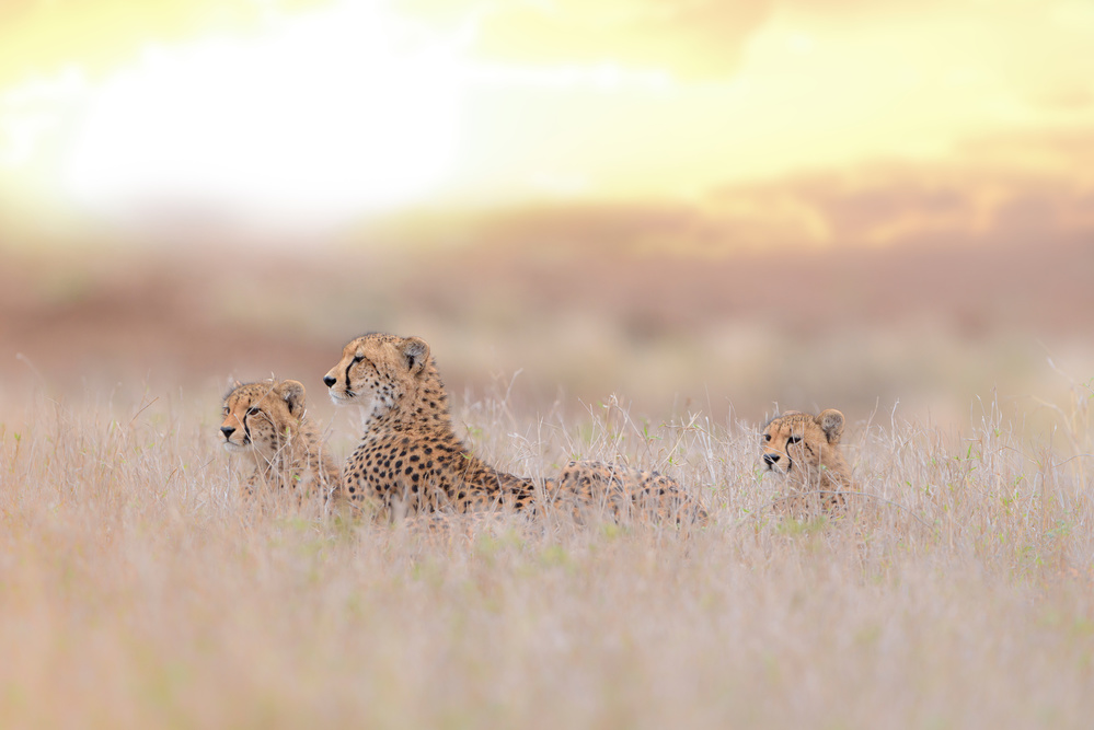 Cheetah Family von Ozkan Ozmen / Big Lens Adventures