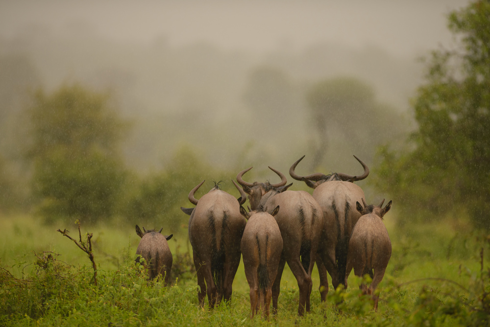 Wildebeest under the rain von Ozkan Ozmen / Big Lens Adventures