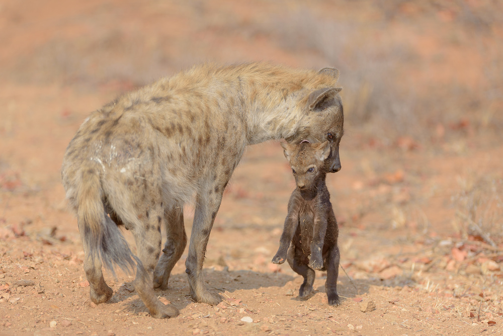 Mother Hyena carrying her Puppy von Ozkan Ozmen / Big Lens Adventures