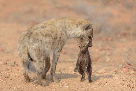 Mother Hyena carrying her Puppy