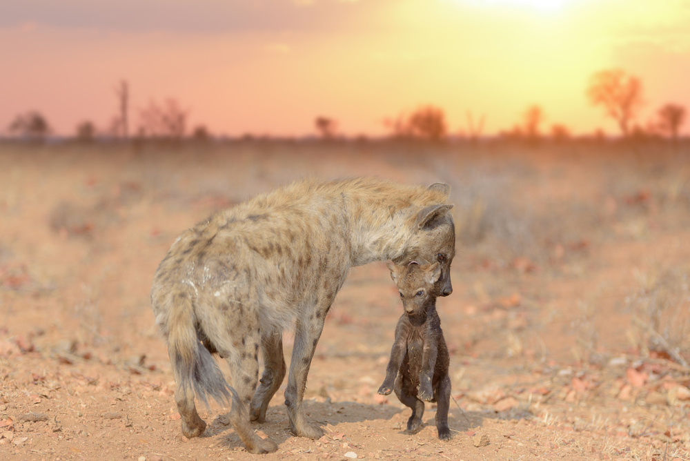 Hyena pup von Ozkan Ozmen / Big Lens Adventures