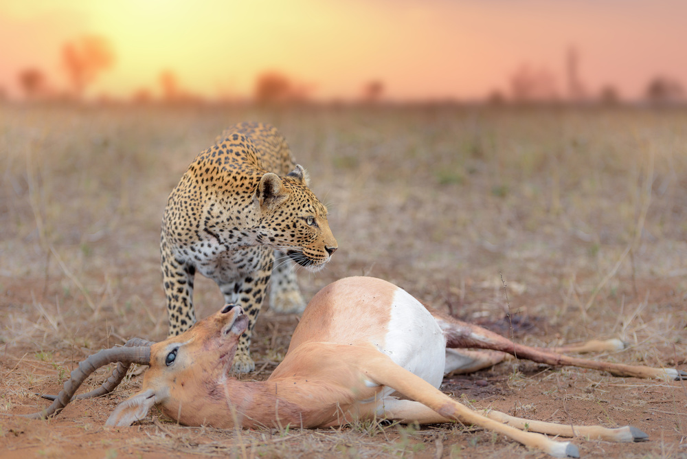 Leopard with a Kill von Ozkan Ozmen / Big Lens Adventures