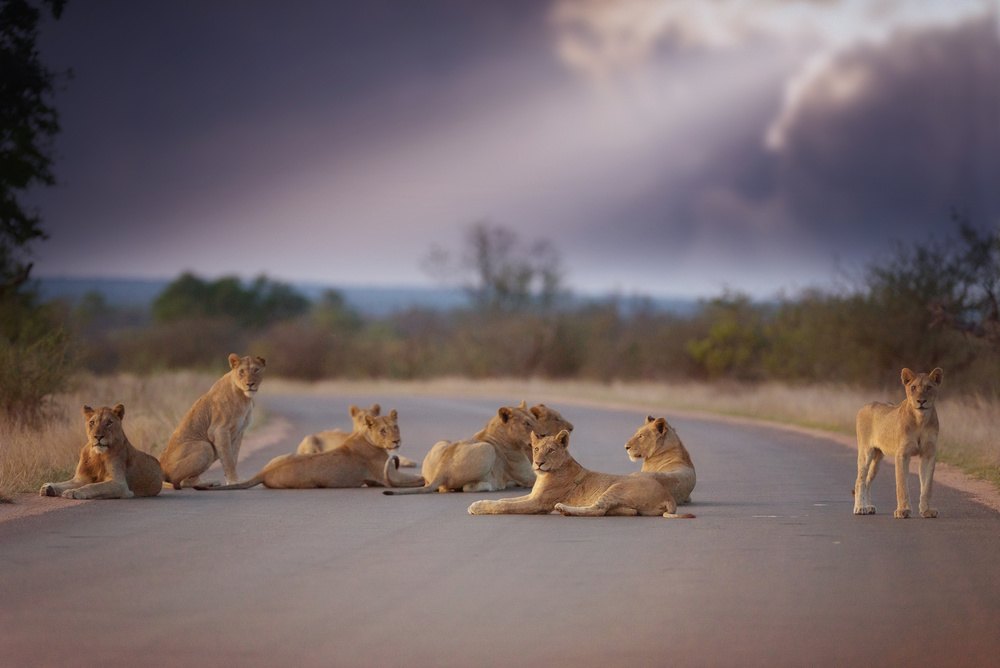 Lion Pride von Ozkan Ozmen / Big Lens Adventures