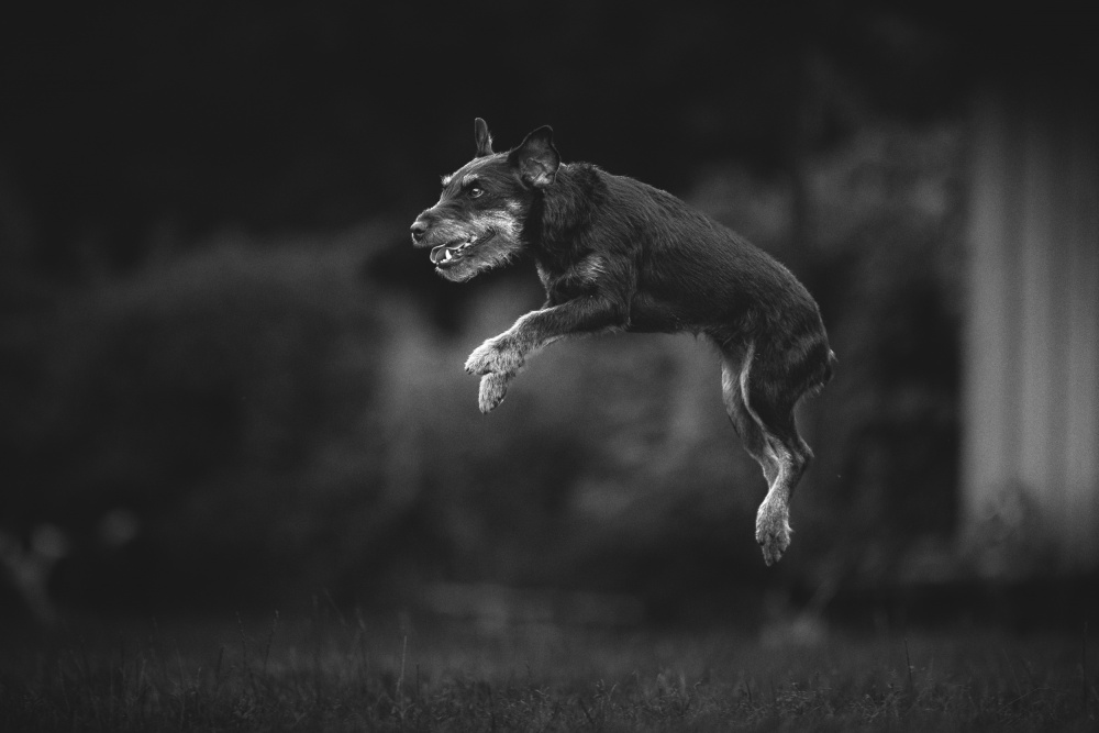 ... flying dog ... von Pali Gerec