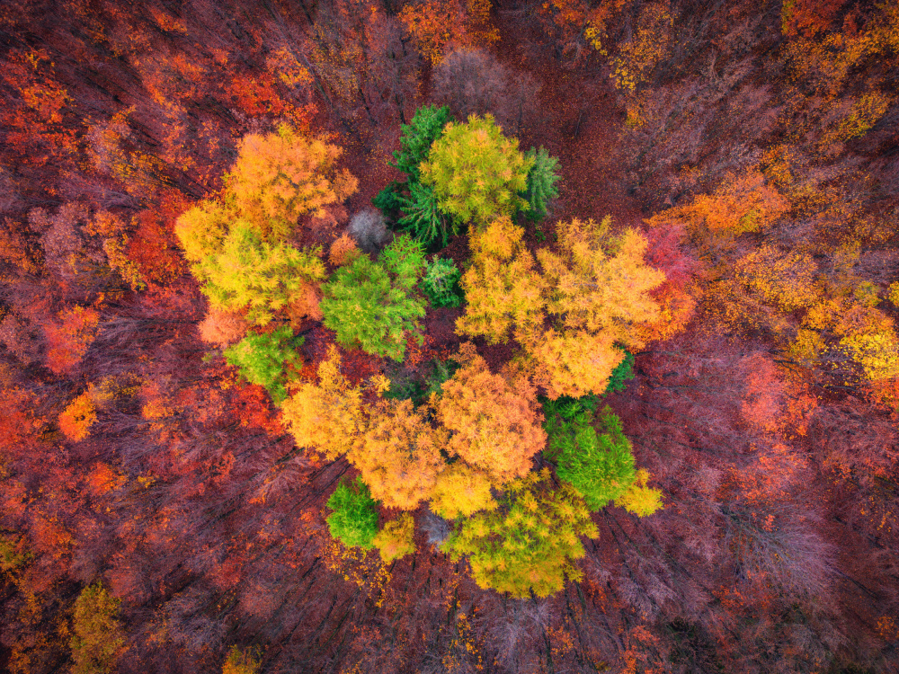 autumn flower von Pali Gerec