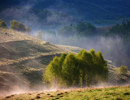 Green in the fog