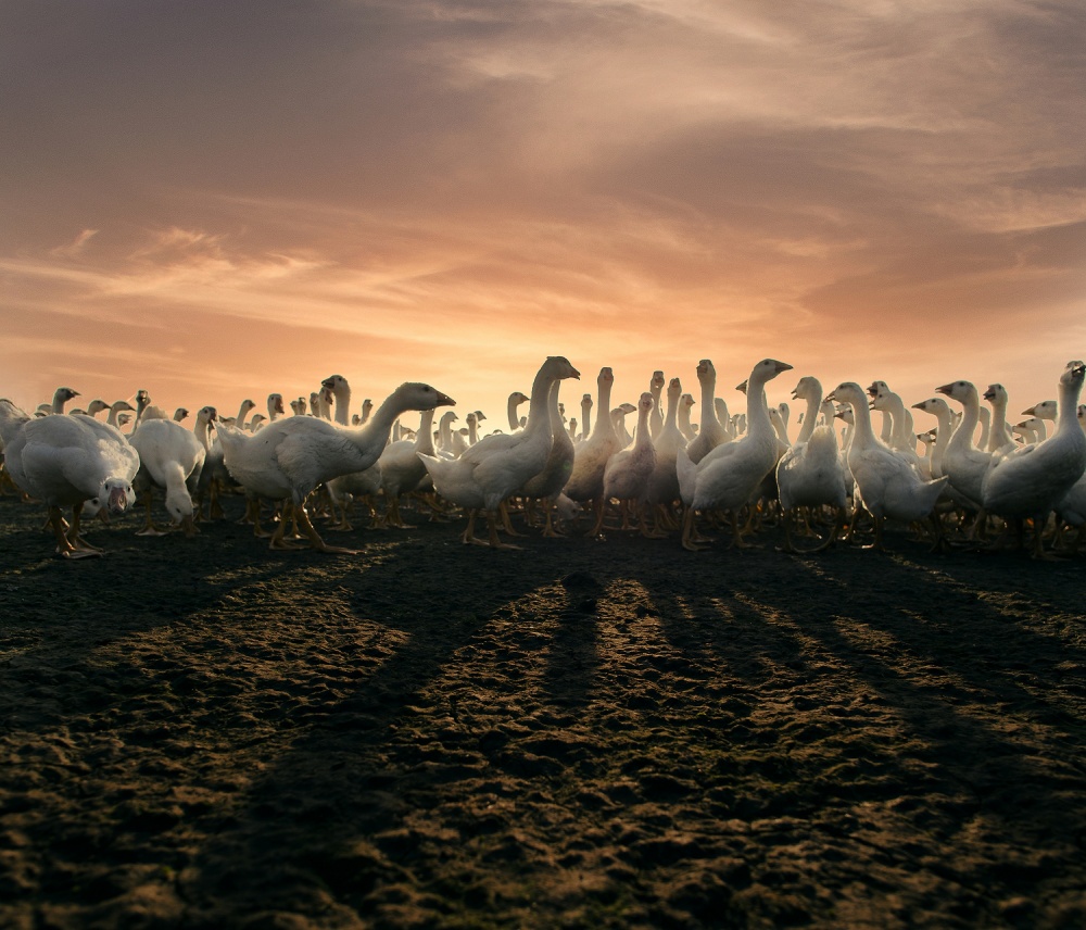 Goose party！ von panfengguang