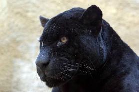 schwarzer Panther