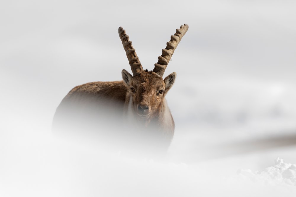 Alpine Ibex von Paolo Bolla