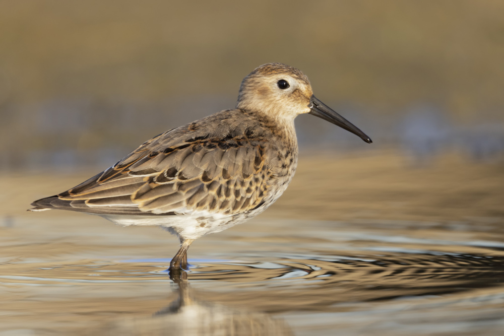 Dunlin von Paolo Bolla