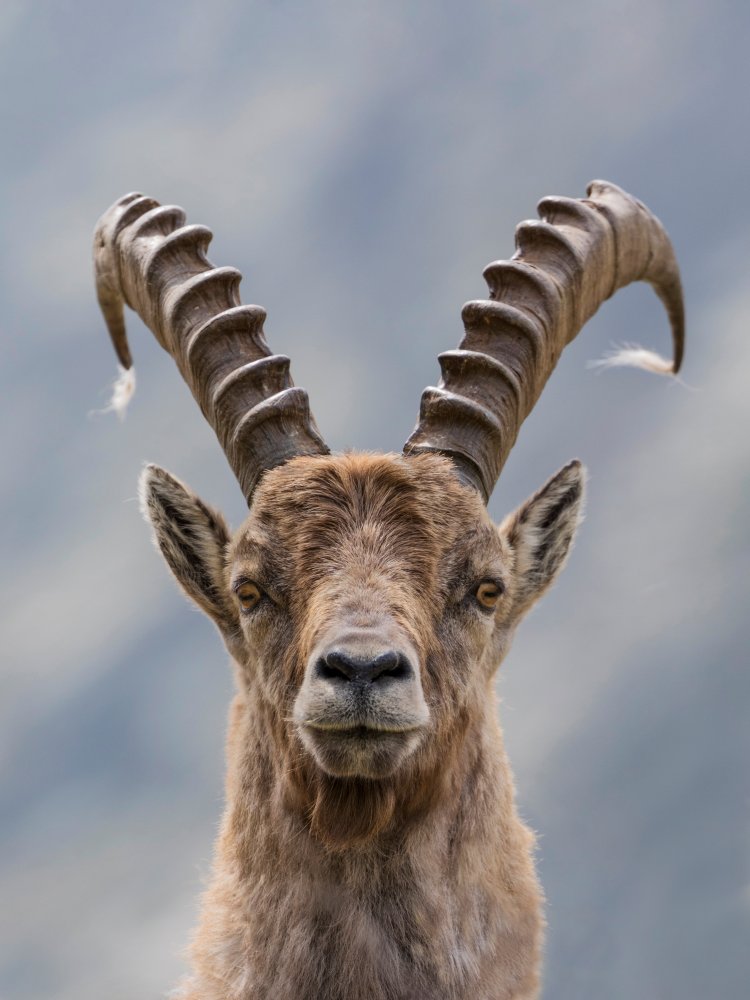 Eye to eye von Paolo Bolla