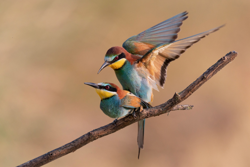 Bee-Eater von Paolo Bolla