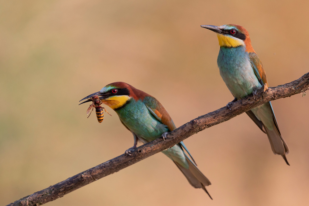 Bee-Eater von Paolo Bolla