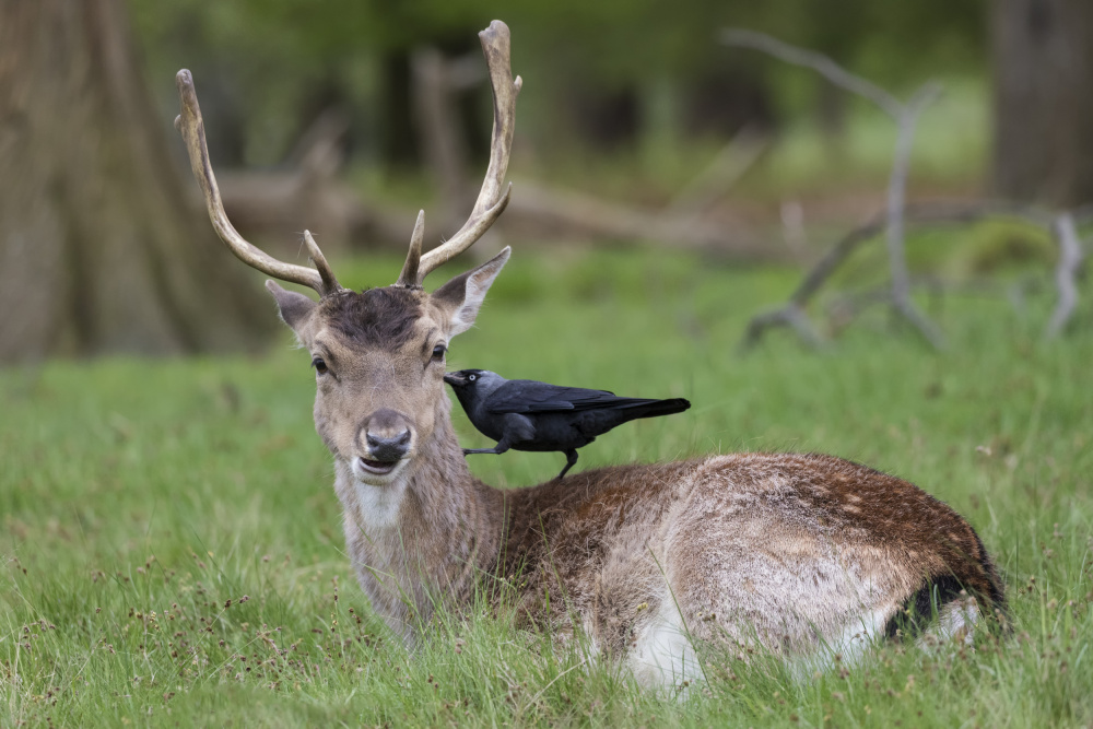 Fallow Deer von Paolo Bolla