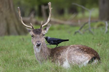 Fallow Deer