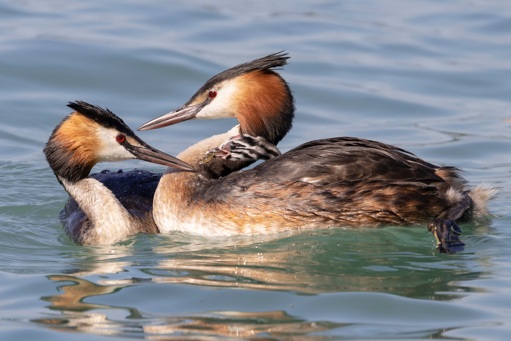 Grebe Family von Paolo Bolla