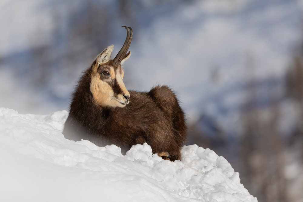 Chamois von Paolo Bolla