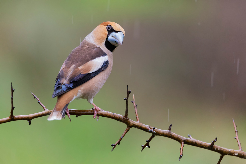 Hawfinch von Paolo Bolla