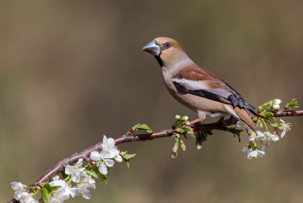 Hawfinch von Paolo Bolla