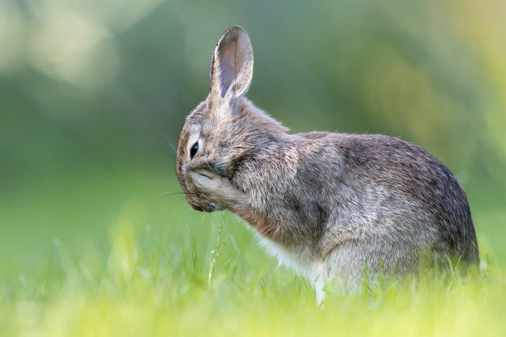 Little Hare von Paolo Bolla