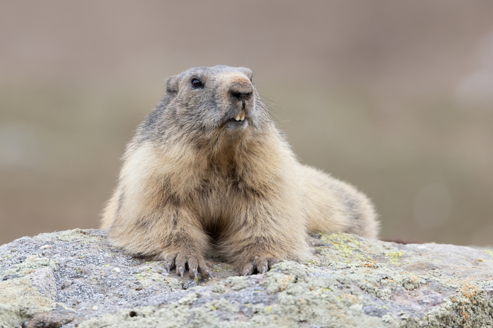 Marmot von Paolo Bolla