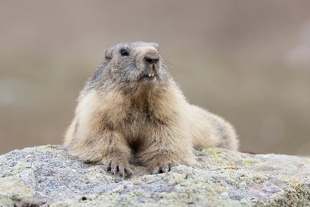 Marmot