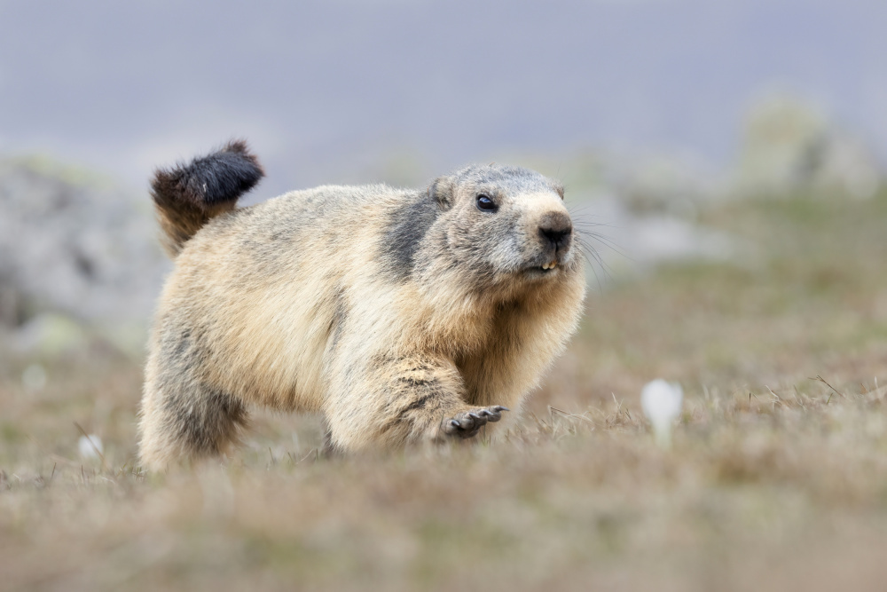 Marmot von Paolo Bolla