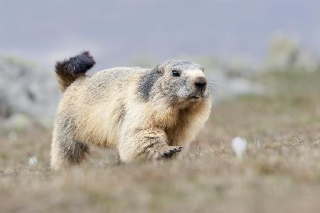 Marmot