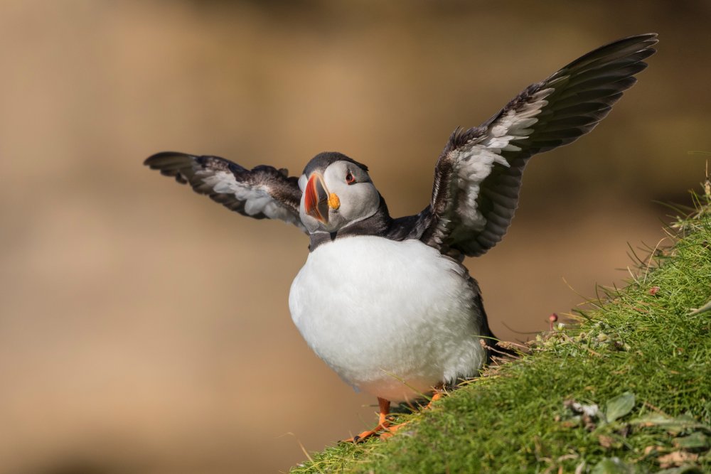 Puffin von Paolo Bolla