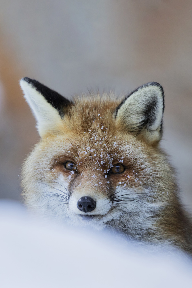 Red Fox von Paolo Bolla