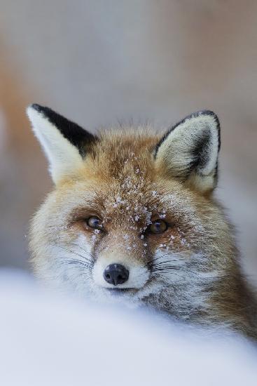 Red Fox