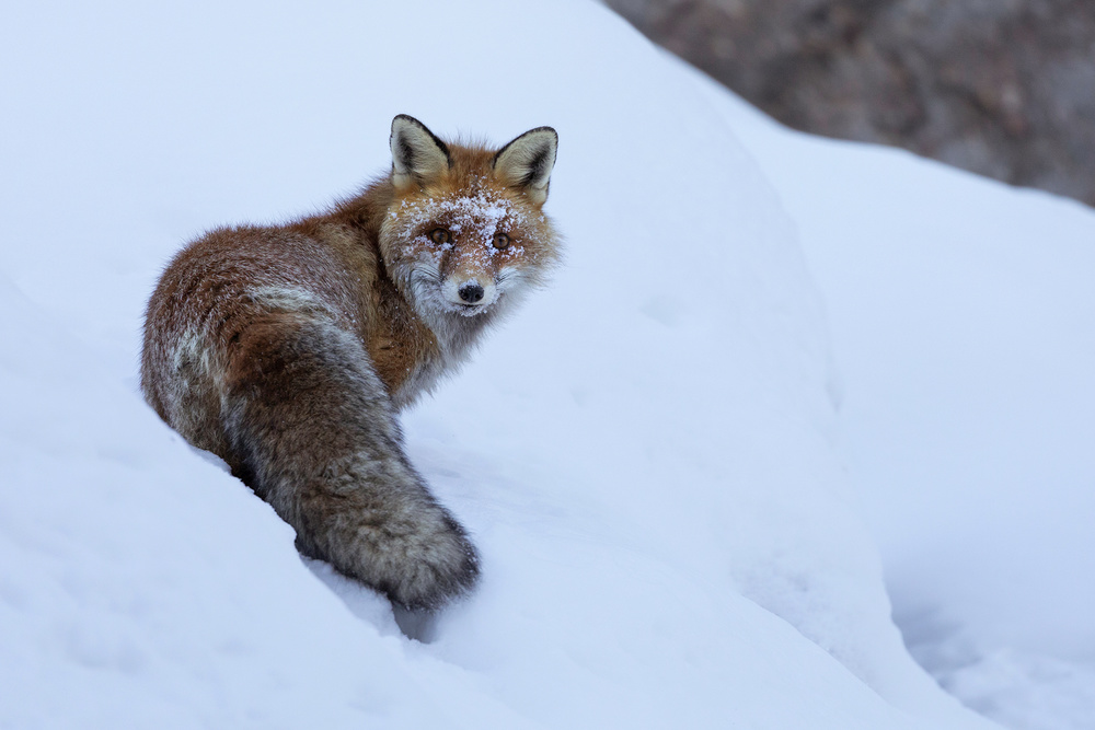 Red Fox von Paolo Bolla