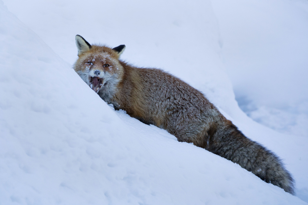 Red fox von Paolo Bolla