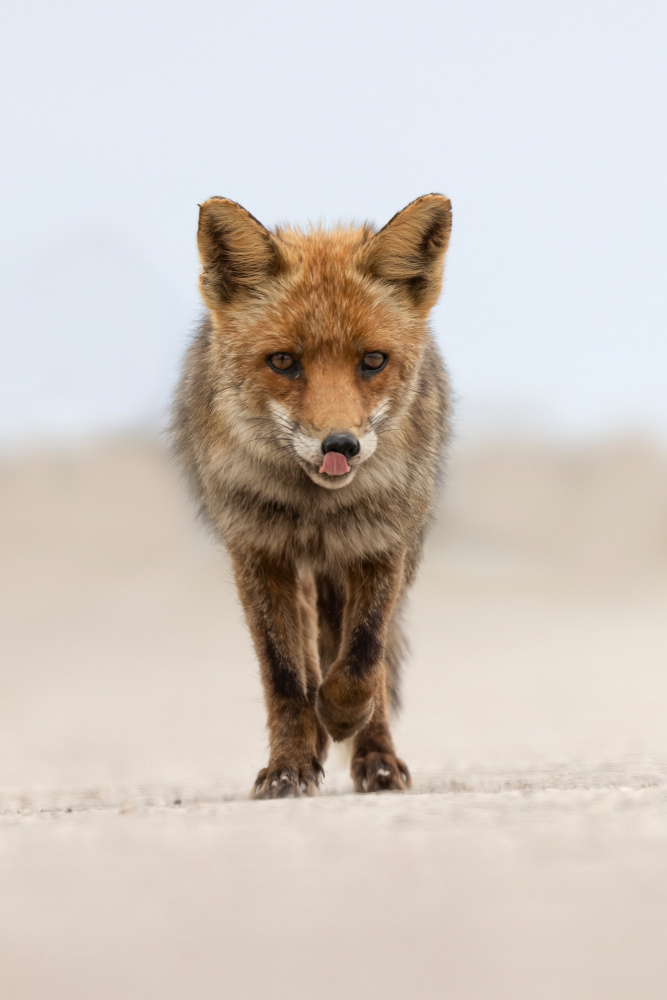 Red Fox von Paolo Bolla