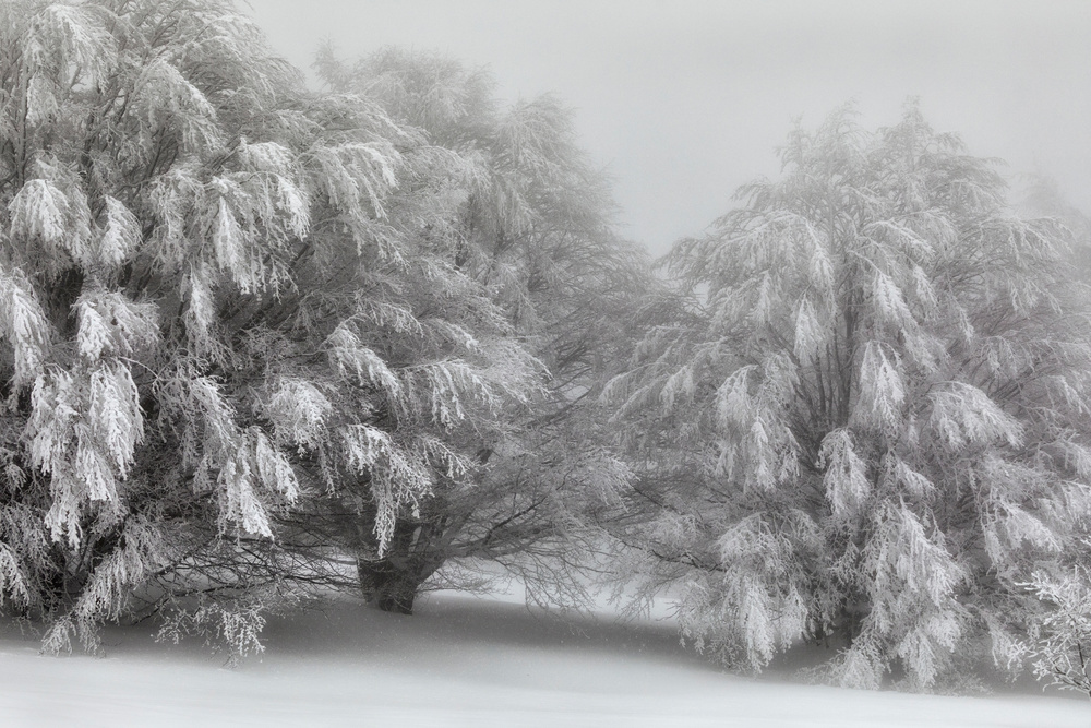 Snow-covered trees von Paolo Bolla