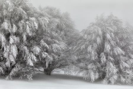 Snow-covered trees