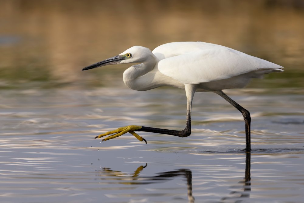 Little Egret von Paolo Bolla