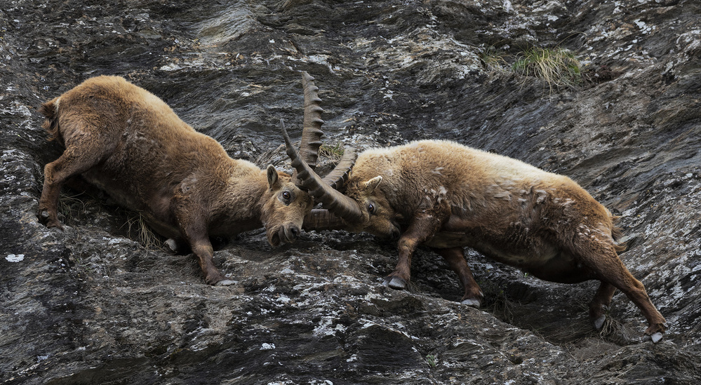 Ibex von Paolo Bolla