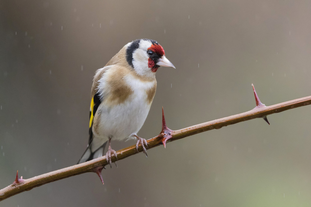 Goldfinch von Paolo Bolla