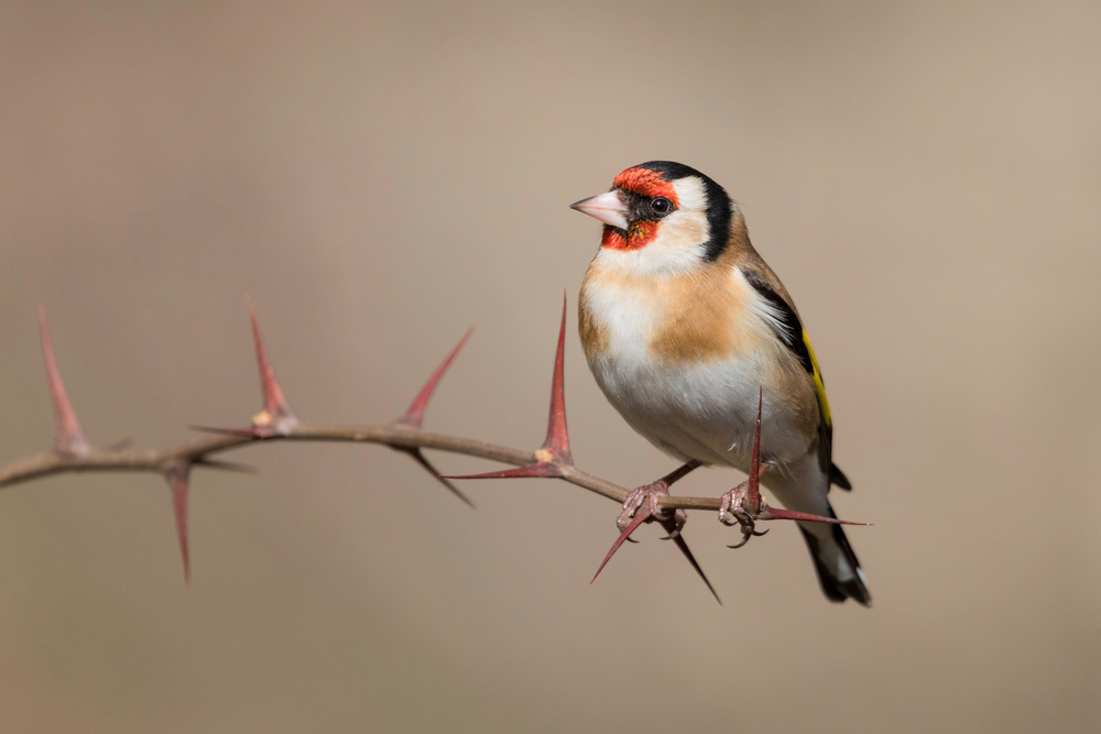 Goldfinch von Paolo Bolla