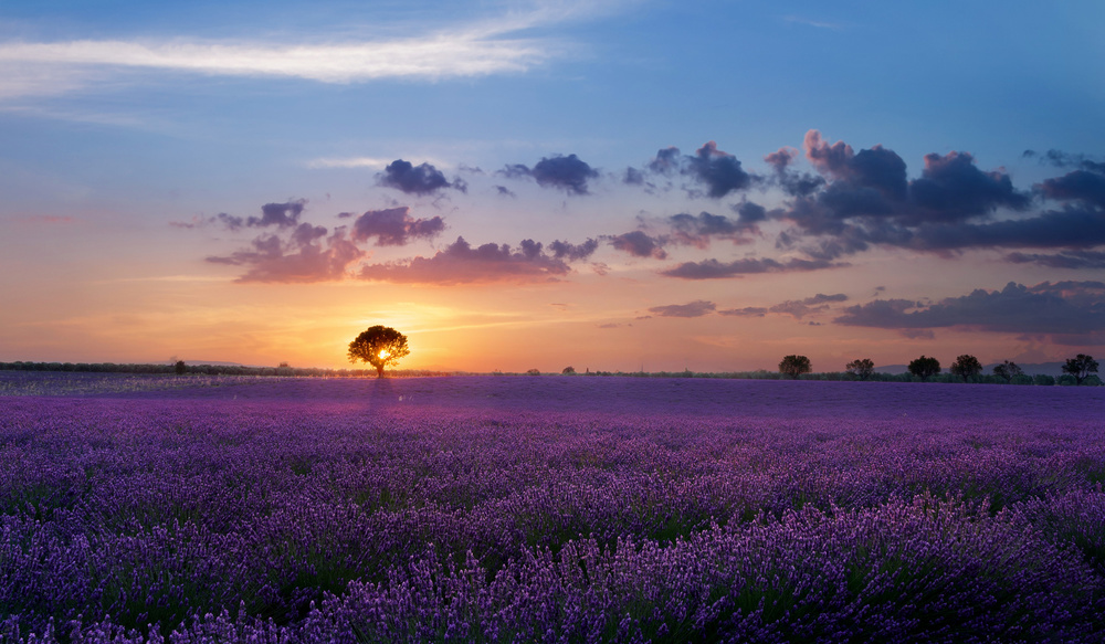 Lonely tree in Valensole von Paolo Bugnone