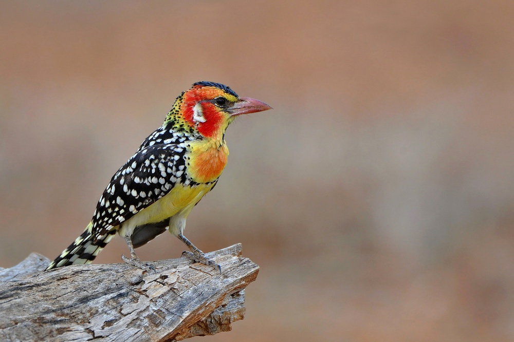 Red &amp; Yellow Barbet von Paolo Maffioletti