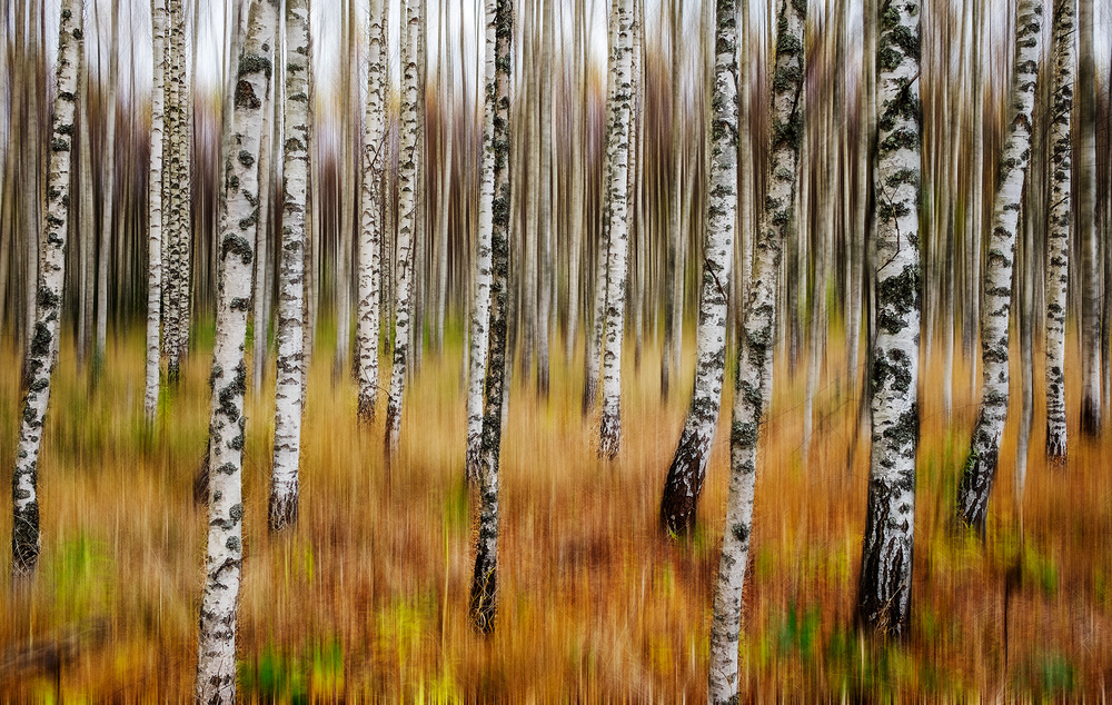 3D Birches von Par Soderman