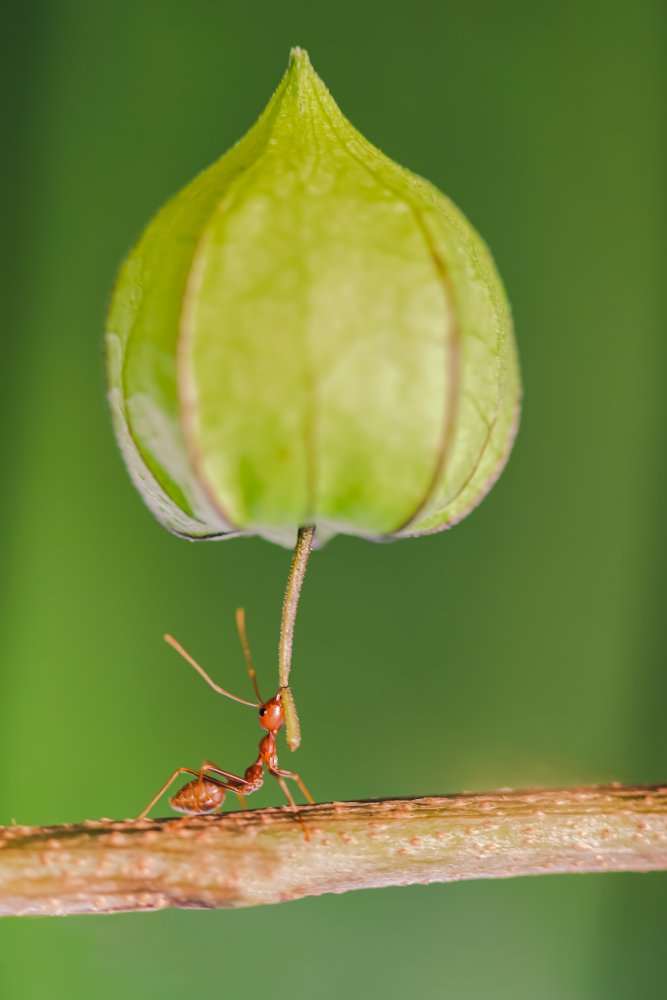 weaver ant leg strength von parianto