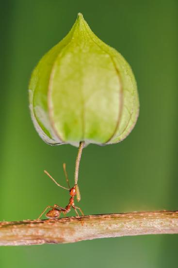 weaver ant leg strength