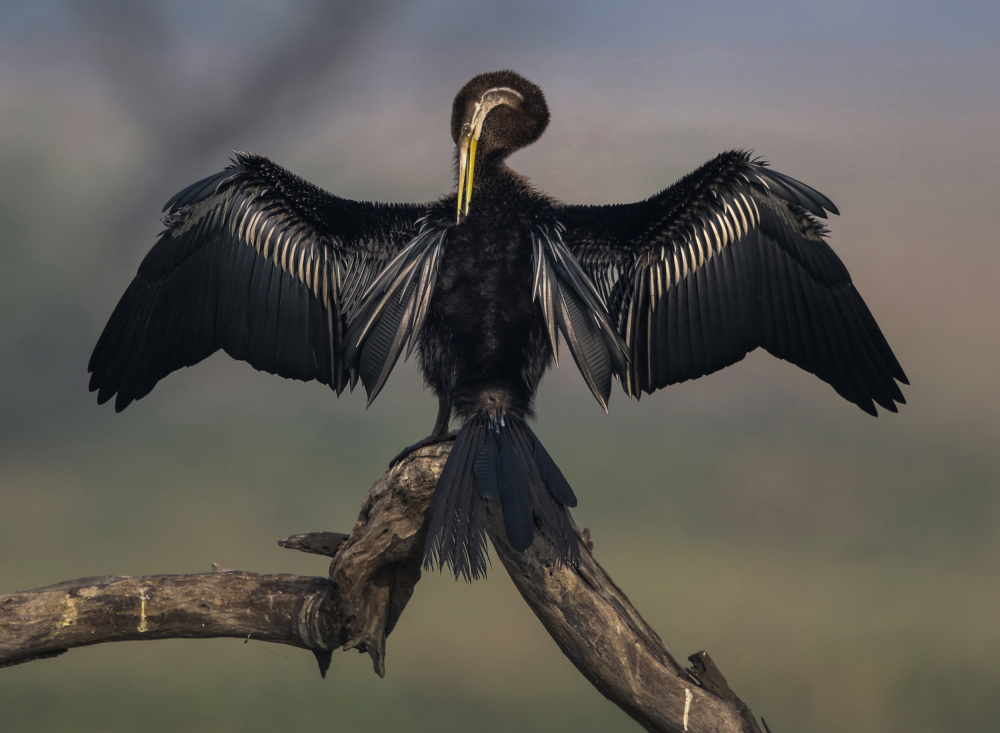 Darter Drying Wings At Bharatpur von Partha Sarkar